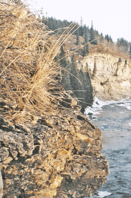 Grassy rock ledge at Elbow Falls, Alberta in January (3D wobble gif).